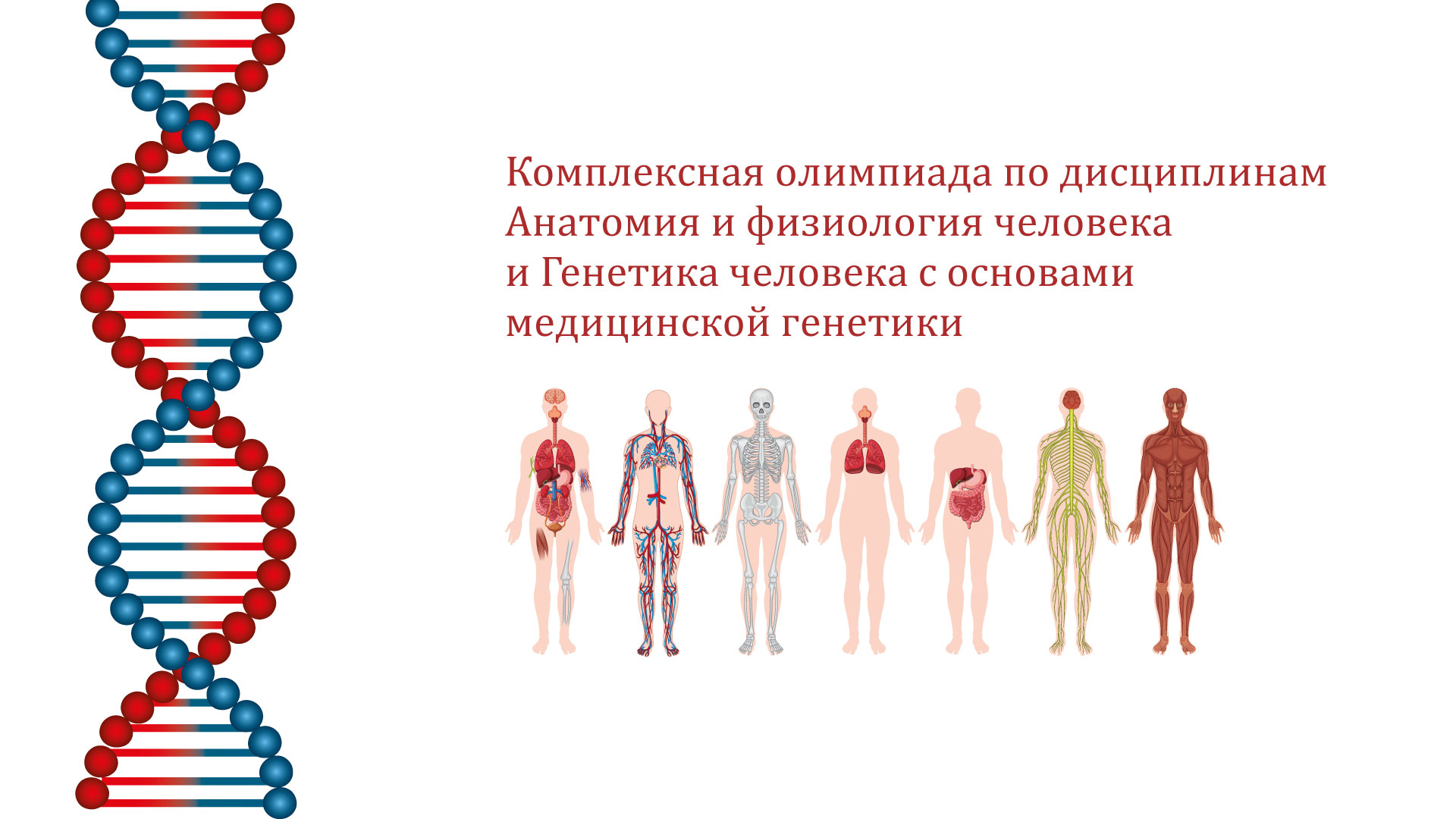 anatomiya-genetika.jpg (232 KB)